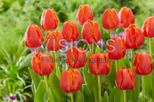 Tulipa Ad Rem Parrot Tulipa Ad Rem Parrot