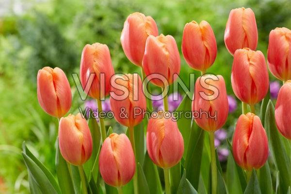 Tulipa Time Out Tulipa Time Out
