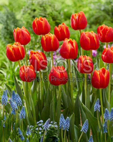 Tulipa Terminator Tulipa Terminator