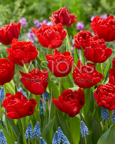 Tulipa Double Twist Tulipa Double Twist