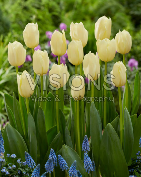 Tulipa Yankee Tulipa Yankee