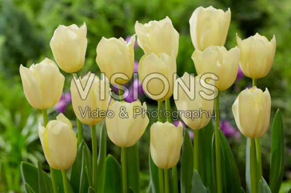 Tulipa Yankee Tulipa Yankee