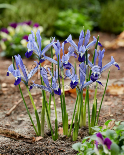 Iris reticulata Clairette Iris reticulata Clairette