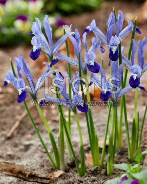 Iris reticulata Clairette