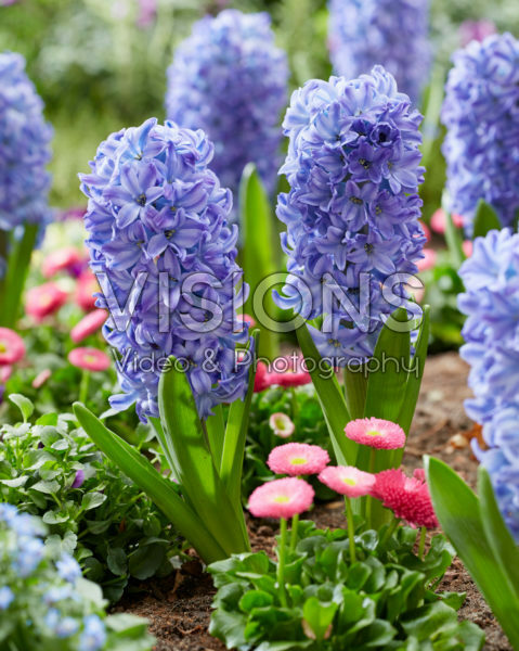 HYACINTHS