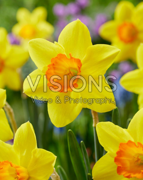 Narcissus Ceylon Narcissus Ceylon