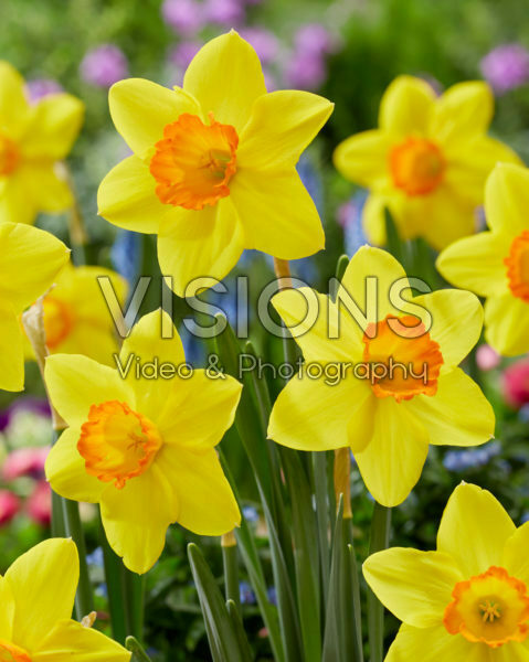 Narcissus Ceylon Narcissus Ceylon