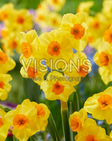 Narcissus Castanets Narcissus Castanets