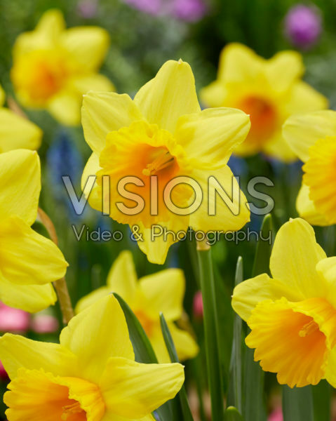 Narcissus Dear Corrine Narcissus Dear Corrine