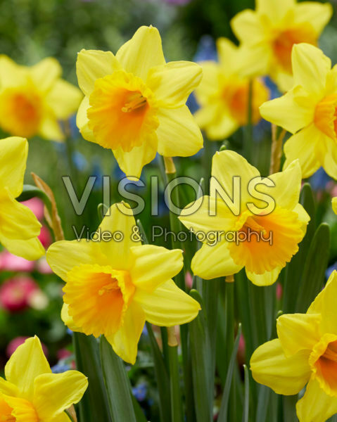 Narcissus Dear Corrine Narcissus Dear Corrine