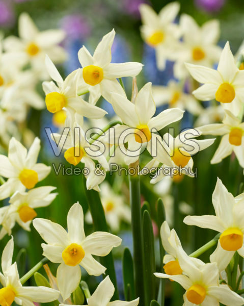 Narcissus tazetta subsp. italicus