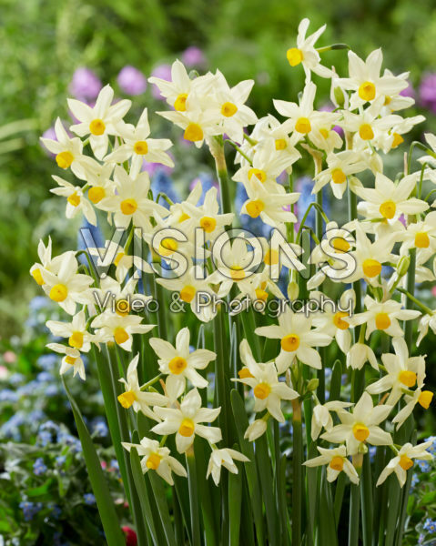 Narcissus tazetta subsp. italicus Narcissus tazetta subsp. italicus