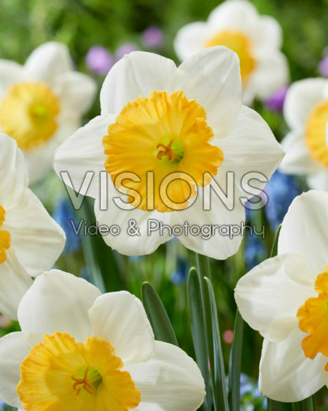 Narcissus Fragrant Breeze Narcissus Fragrant Breeze
