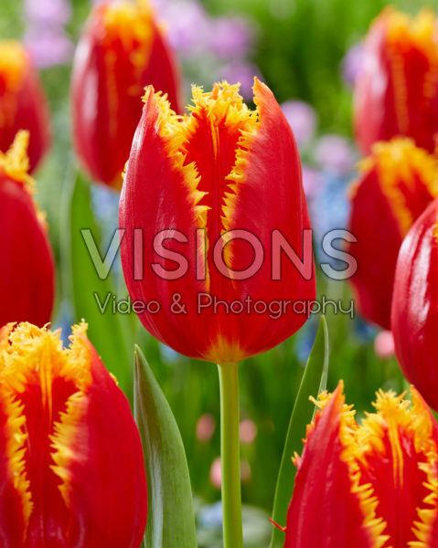 Tulipa Fabio Tulipa Fabio