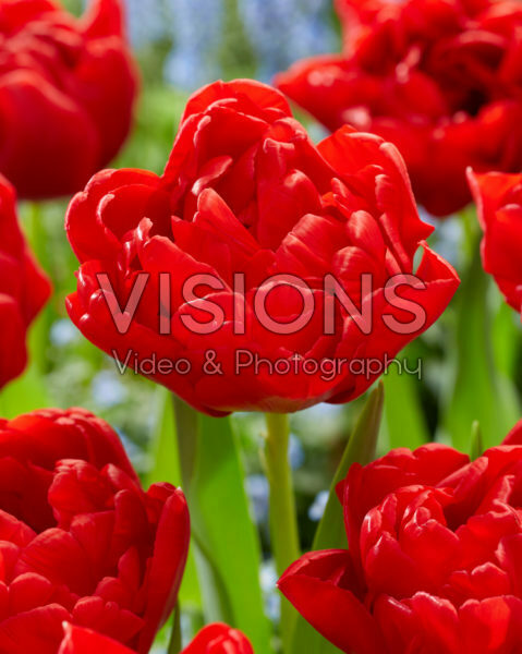 Tulipa Double Twist Tulipa Double Twist