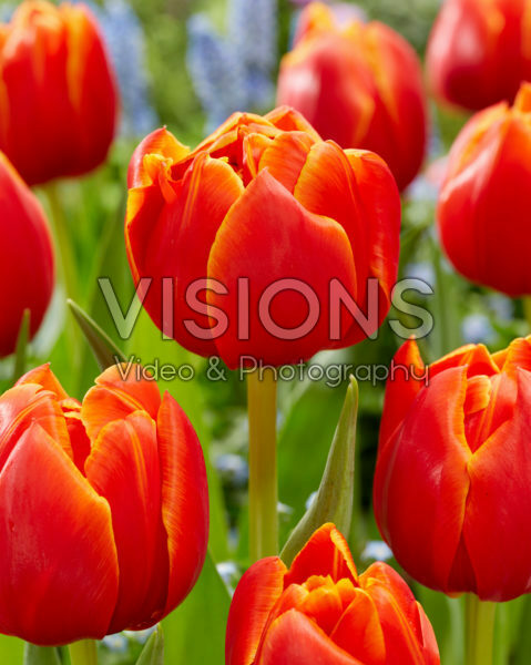 Tulipa Terminator Tulipa Terminator