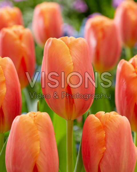 Tulipa Time Out Tulipa Time Out
