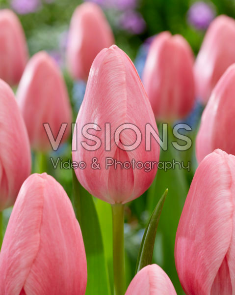 Tulipa Sissi Tulipa Sissi