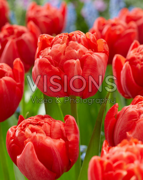 Tulipa Mira Tulipa Mira