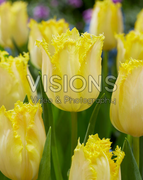 Tulipa fringed yellow
