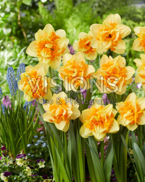 Narcissus Sun Catchers Narcissus Sun Catchers