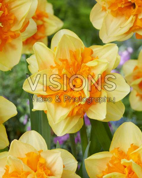 Narcissus Sun Catchers Narcissus Sun Catchers