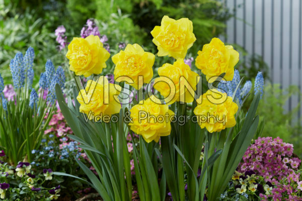 Narcissus Thunderball Narcissus Thunderball