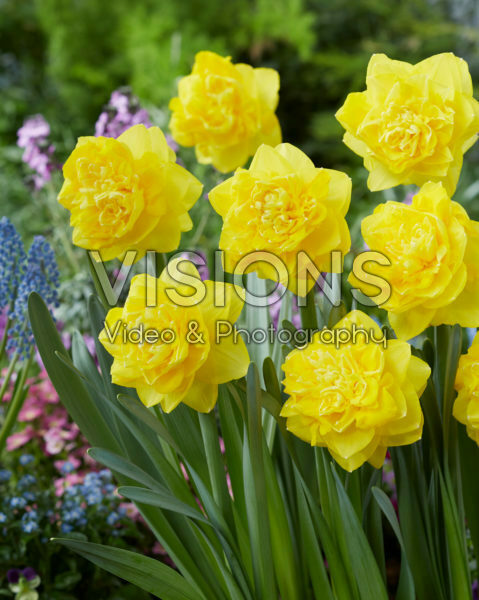 Narcissus Thunderball Narcissus Thunderball