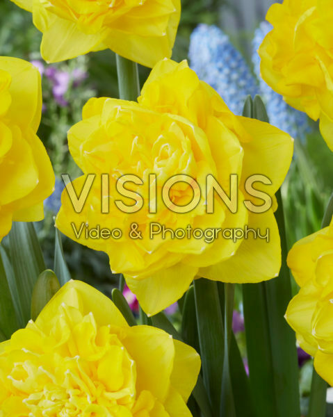 Narcissus Thunderball Narcissus Thunderball