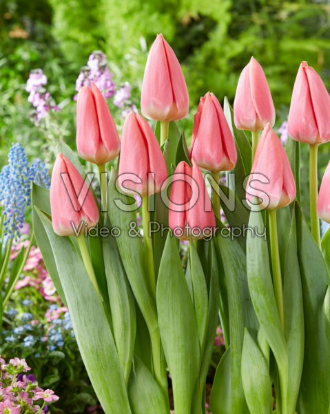 Tulipa Maskovri
