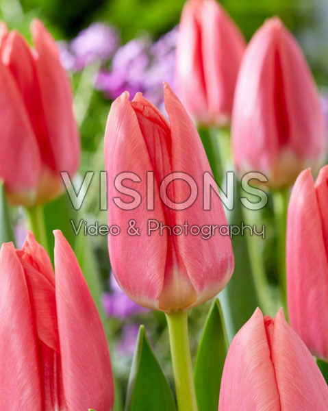 Tulipa Maskovri