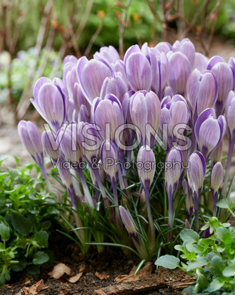 Crocus Striped Bird Crocus Striped Bird