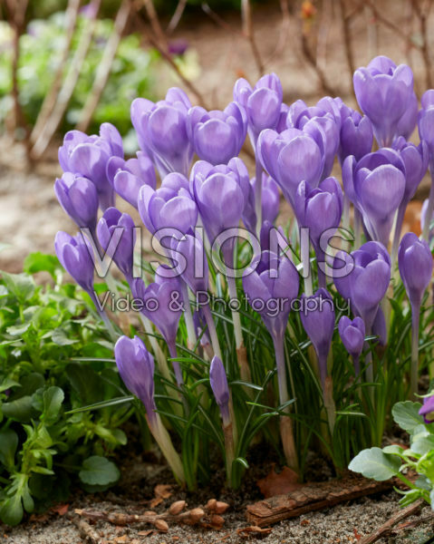 Crocus tommasinianus Hummingbird Crocus tommasinianus Hummingbird