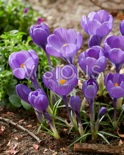Crocus Purple Heron Crocus Purple Heron