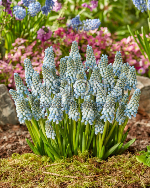Muscari Blue Lagoon Muscari Blue Lagoon