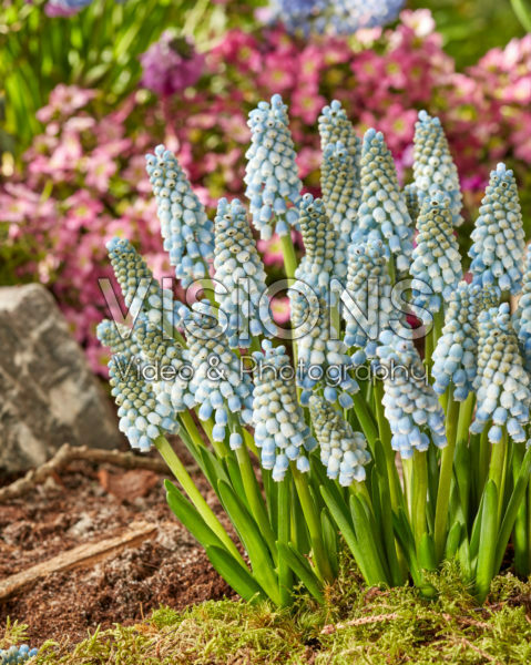 Muscari Blue Lagoon Muscari Blue Lagoon