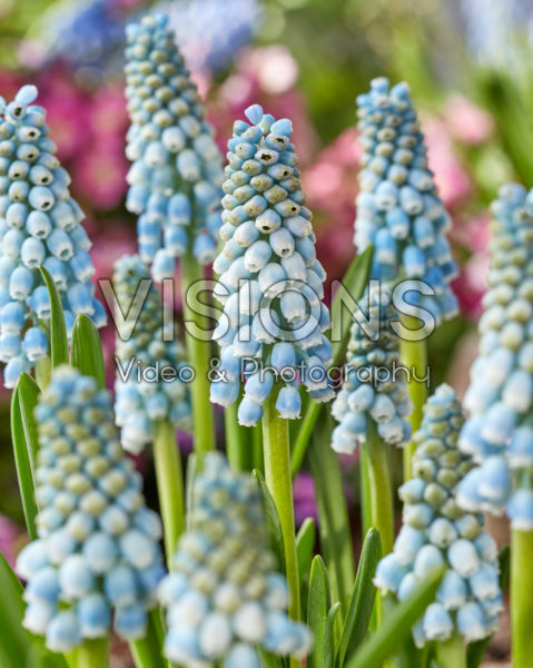 Muscari Blue Lagoon Muscari Blue Lagoon