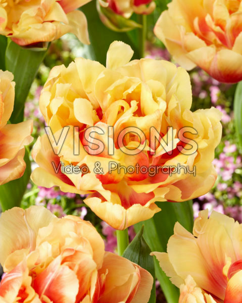 Tulipa Queensland Mutant Tulipa Queensland Mutant