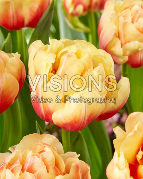 Tulipa Queensland Mutant Tulipa Queensland Mutant