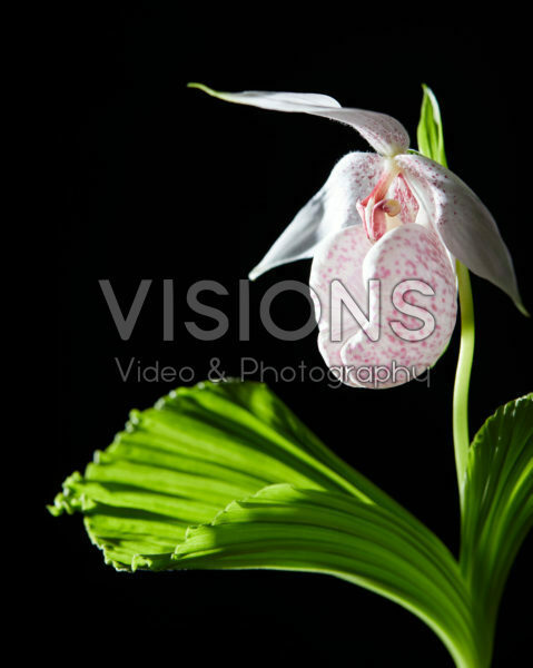 Cypripedium japonicum