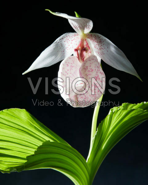 Cypripedium japonicum Cypripedium japonicum