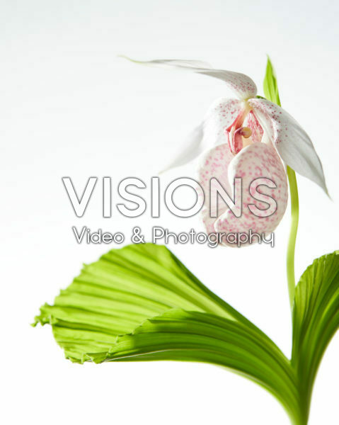 Cypripedium japonicum Cypripedium japonicum