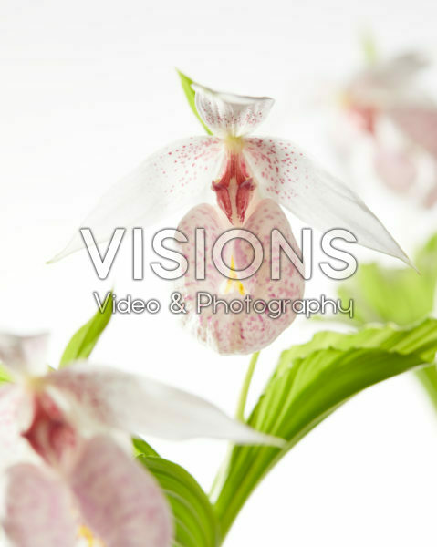 Cypripedium japonicum