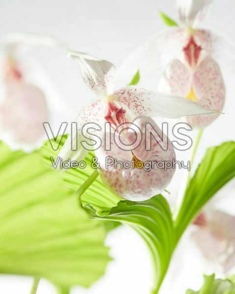 Cypripedium japonicum Cypripedium japonicum