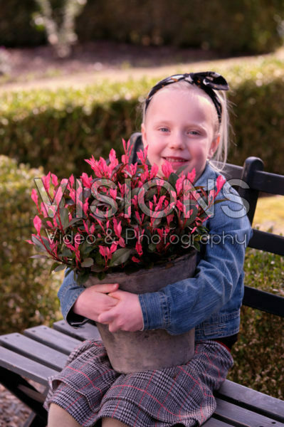 Photinia x fraseri Little Fenna Photinia x fraseri Little Fenna