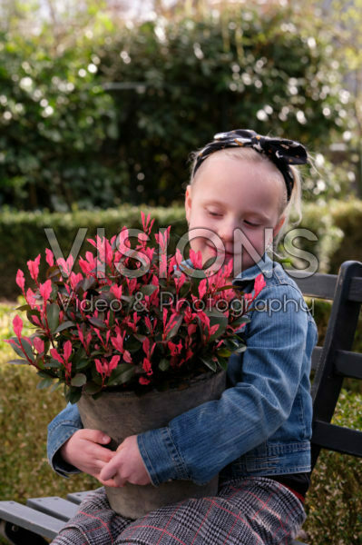 Photinia x fraseri Little Fenna Photinia x fraseri Little Fenna