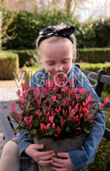 Photinia x fraseri Little Fenna Photinia x fraseri Little Fenna