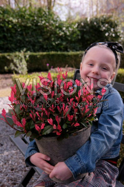 Photinia x fraseri Little Fenna Photinia x fraseri Little Fenna
