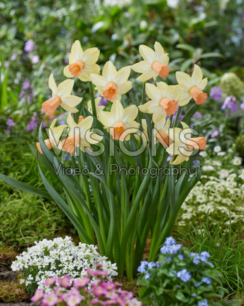 Narcissus Carice Narcissus Carice