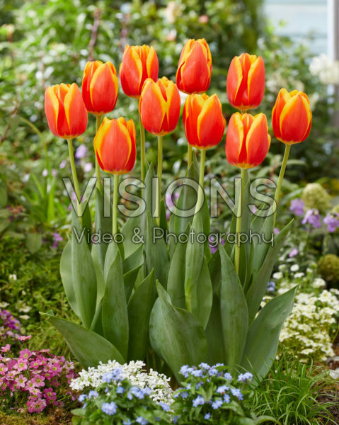 Tulipa Worlds Beauty Tulipa Worlds Beauty